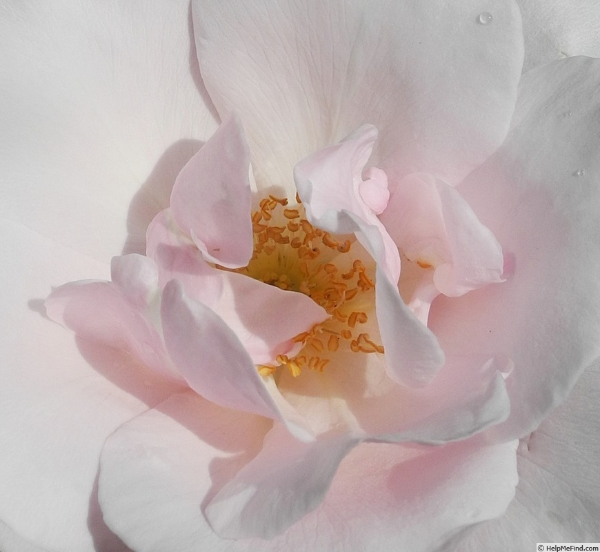 'Souvenir de St. Anne's' rose, click to enlarge 'Souvenir de St. Anne's' rose photo