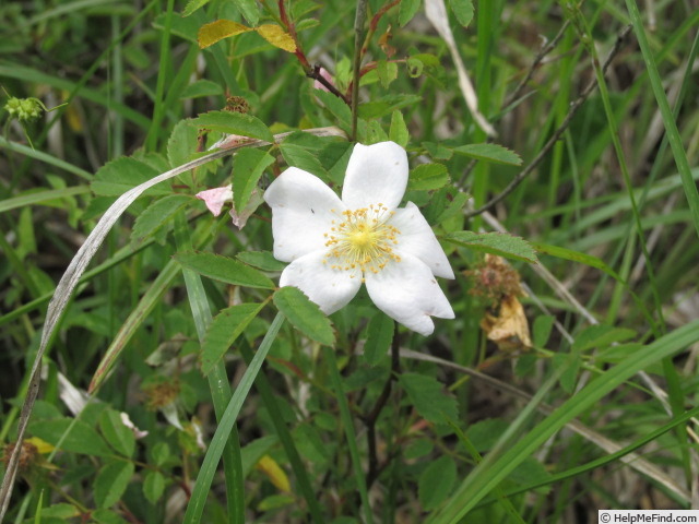 'R. carolina' rose photo