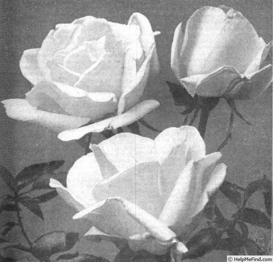 'Sulphurea (tea, Paul, 1900)' rose photo
