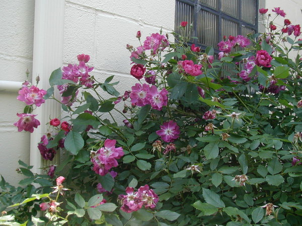 'Bengale Maheca' rose photo