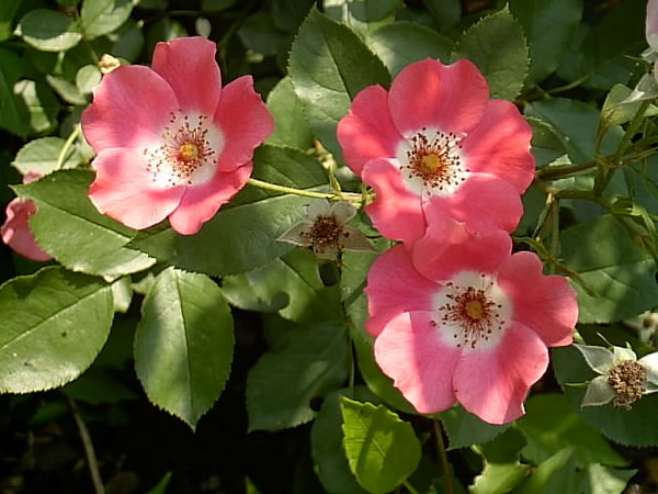 'Pink Meidiland ®' rose photo