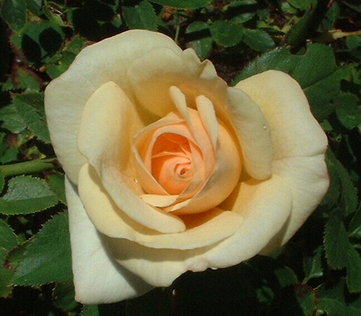 'White Chocolate' rose photo