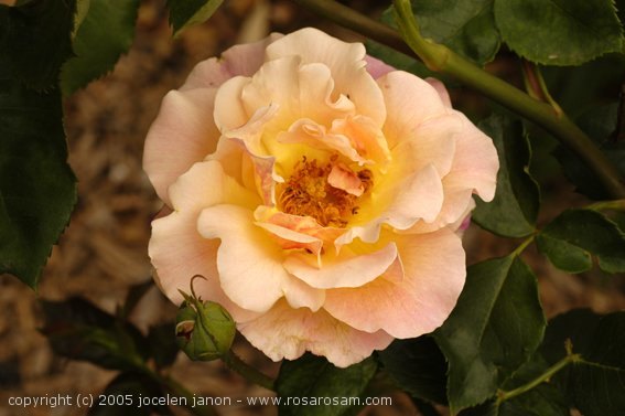 'Peggy Bell' rose photo