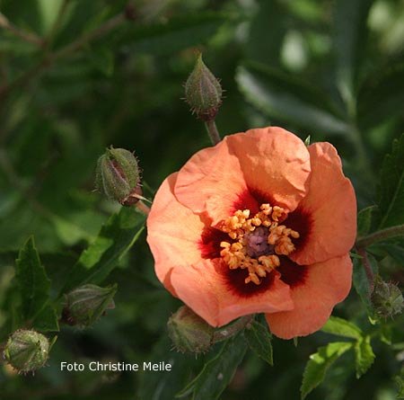 'Euphrates' rose photo