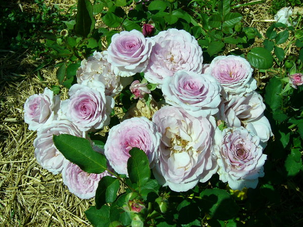 'Serenissima' rose photo