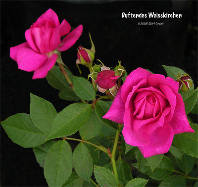 'Duftendes Weisskirchen (Floribunda, Hetzel, 1999)' rose photo