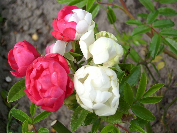 'Morsdag Wit' rose photo