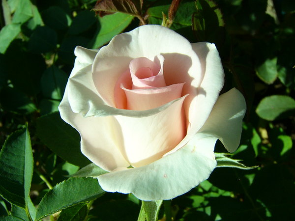 'Flamingo ® (hybrid tea, Kordes, 1979)' rose photo