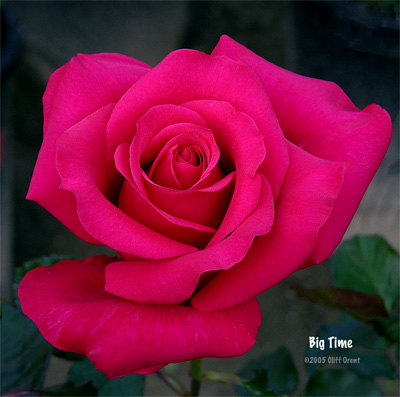 'Big Time' rose photo