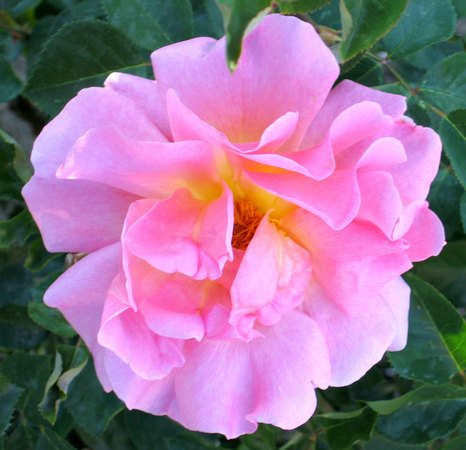 'Lilian Austin' rose photo