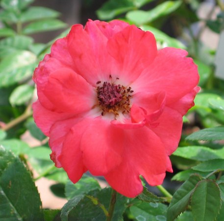 'Sunburst (shrub, Clements, 2003)' rose photo