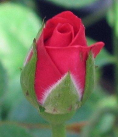 'Just For You (miniature, Moore, 1990)' rose photo