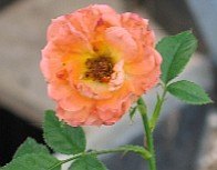'Apricot Summer' rose photo