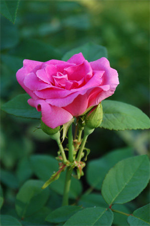 'Zéphirine Drouhin (Bourbon, Bizot 1868)' rose photo