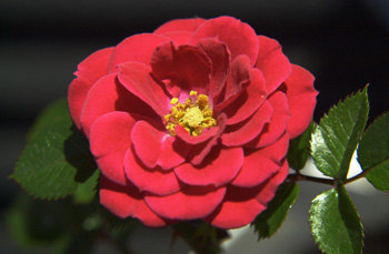 'Cherry Magic ™' rose photo