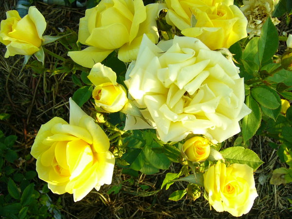 'Carte d'Or' rose photo