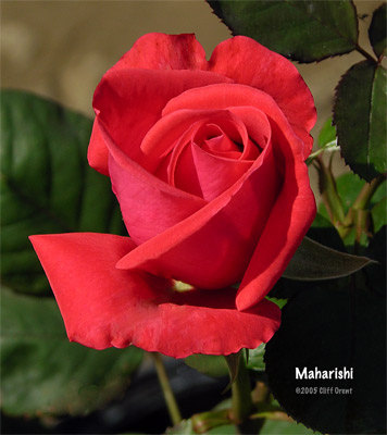 'Maharishi' rose photo