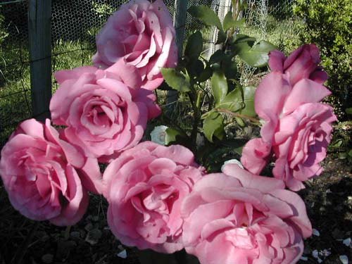 'Charles de Gaulle ®' rose photo