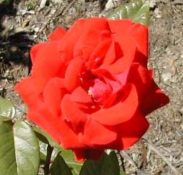 'Cathedral City' rose photo