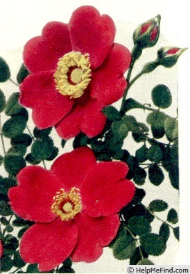 'Fargesii' rose photo