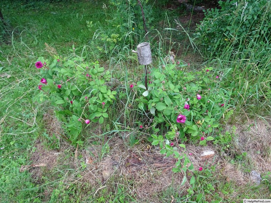 'Robert le Diable (centifolia, Unknown, pre 1849)' rose photo