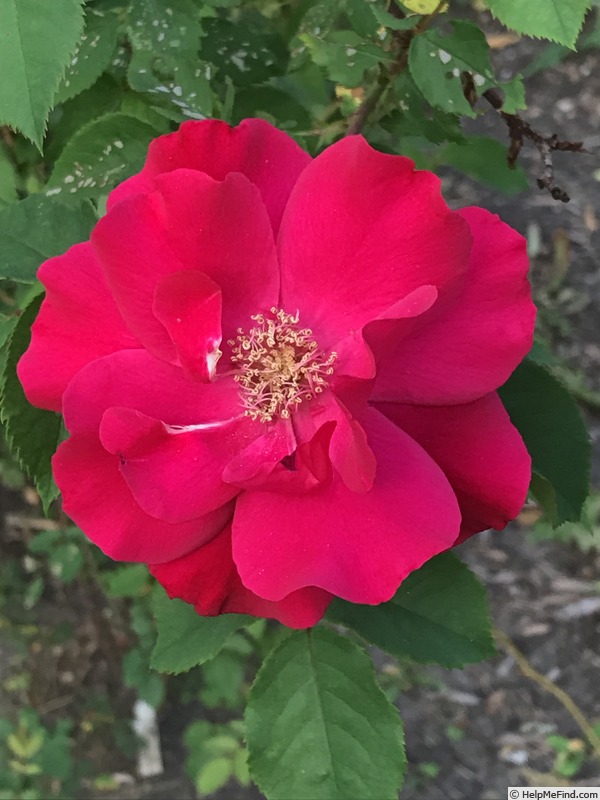 'Seedling 13-121' rose photo