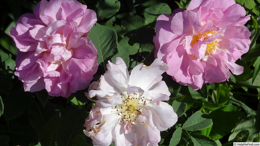'Amélia (alba, Vibert, 1823)' rose, click to enlarge 'Amélia (alba, Vibert, 1823)' rose photo