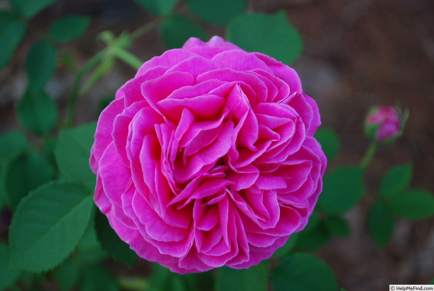 'Souvenir du Président Lincoln (bourbon, Moreau-Robert 1865)' rose photo