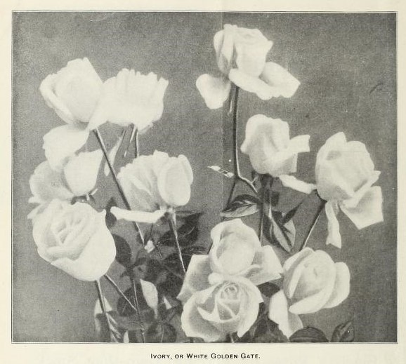 'Ivory (tea, Durfee, 1901)' rose photo