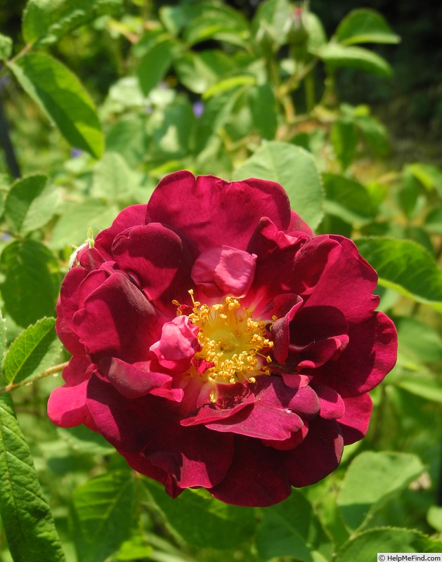 'Tuscany (Gallica, Unknown, before 1819)' rose photo