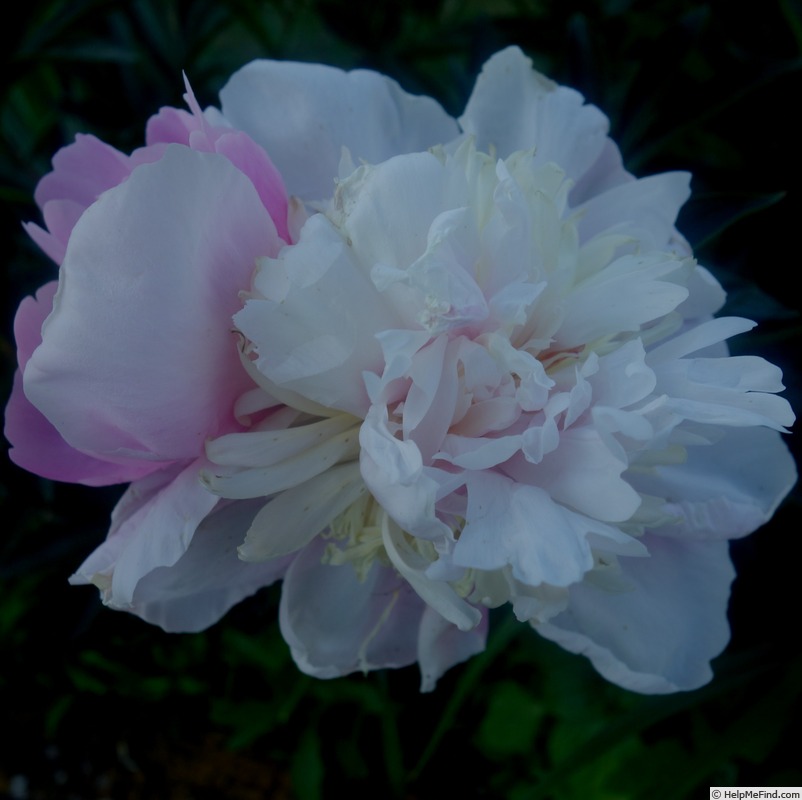 'Philomèle' peony photo