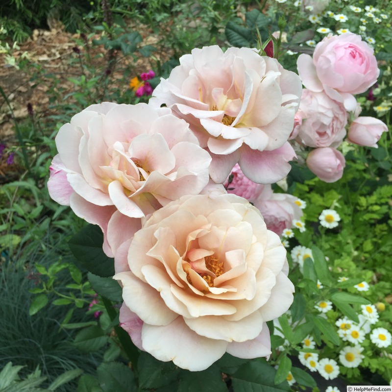 'Distant Drums (Shrub, Buck, 1984)' rose photo