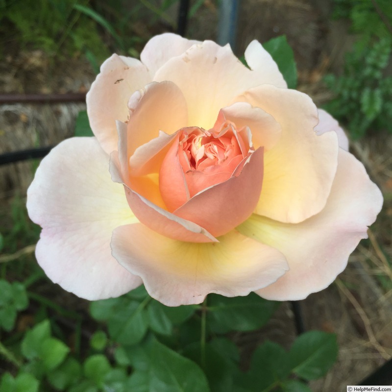 'Princesse Charlène de Monaco ®' rose photo