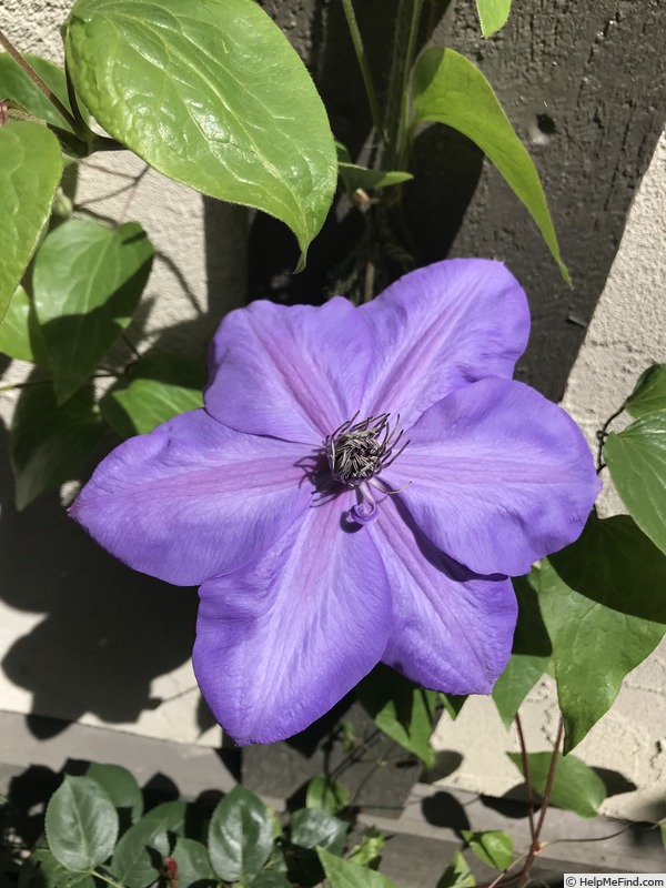 'Shimmer' clematis photo