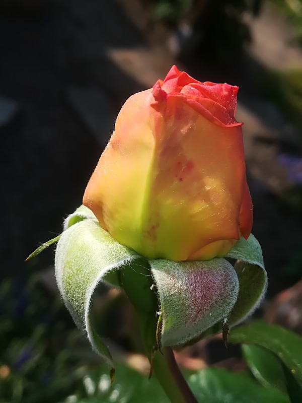 'La Palma ® (florists rose, Interplant, 2015)' rose photo