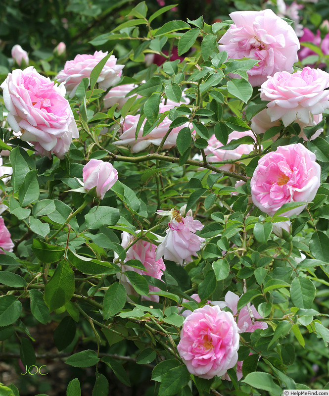 'Blairii II' rose photo