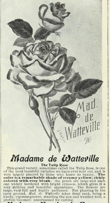 'Madame de Watteville' rose photo