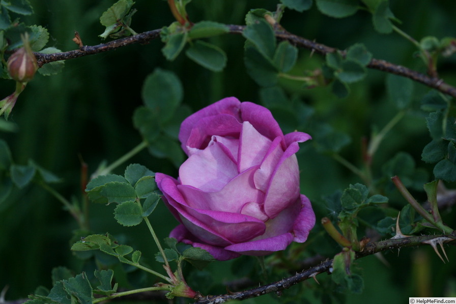 'Queen Mary (Hybrid Spinosissima)' rose photo