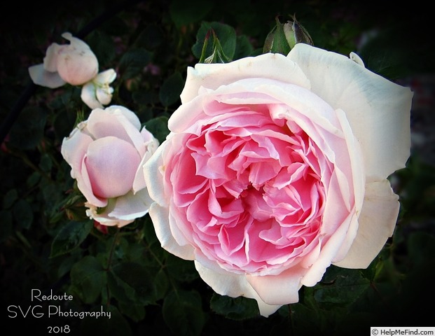 'Redouté' rose photo