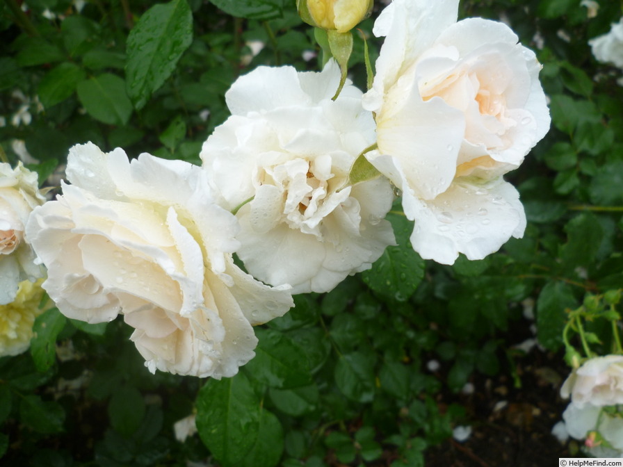 'Poustinia' rose, click to enlarge 'Poustinia' rose photo
