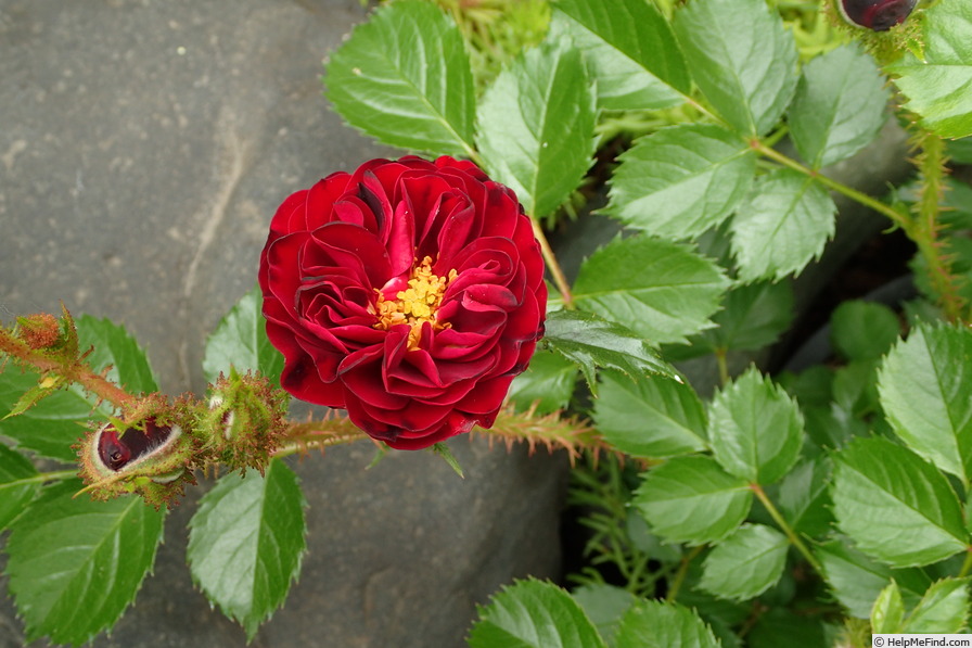 'Fuzzy Wuzzy Red' rose photo