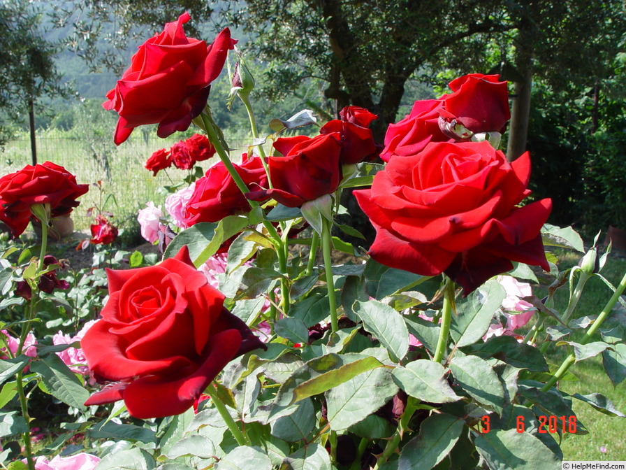 'Claret (hybrid tea, Fryer, 2005)' rose photo