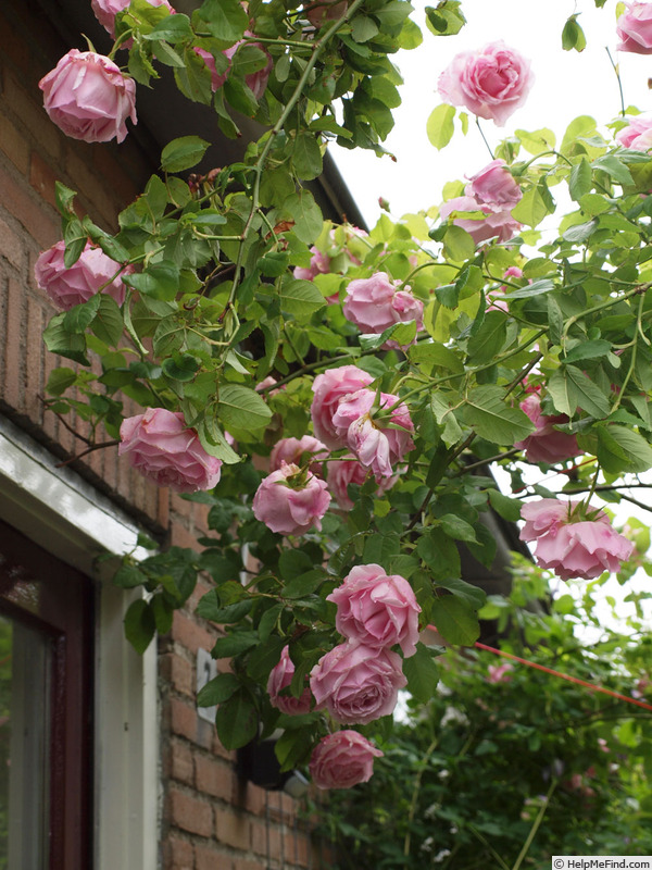 'Tolstoi' rose, click to enlarge 'Tolstoi' rose photo