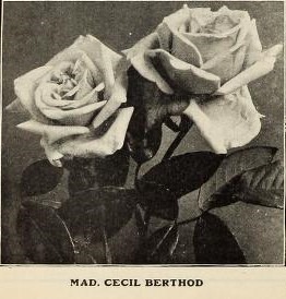 'Madame Cécile Berthod' rose photo