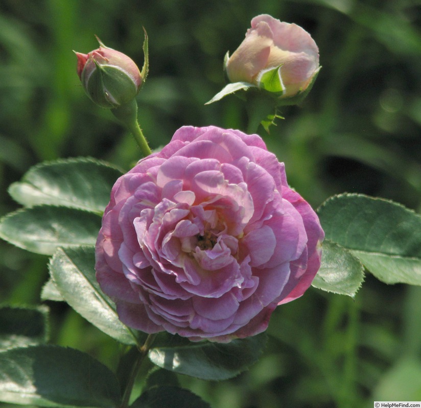 'Arctic Blue ™' rose photo