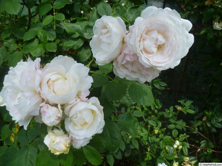 'André Brichet' rose, click to enlarge 'André Brichet' rose photo
