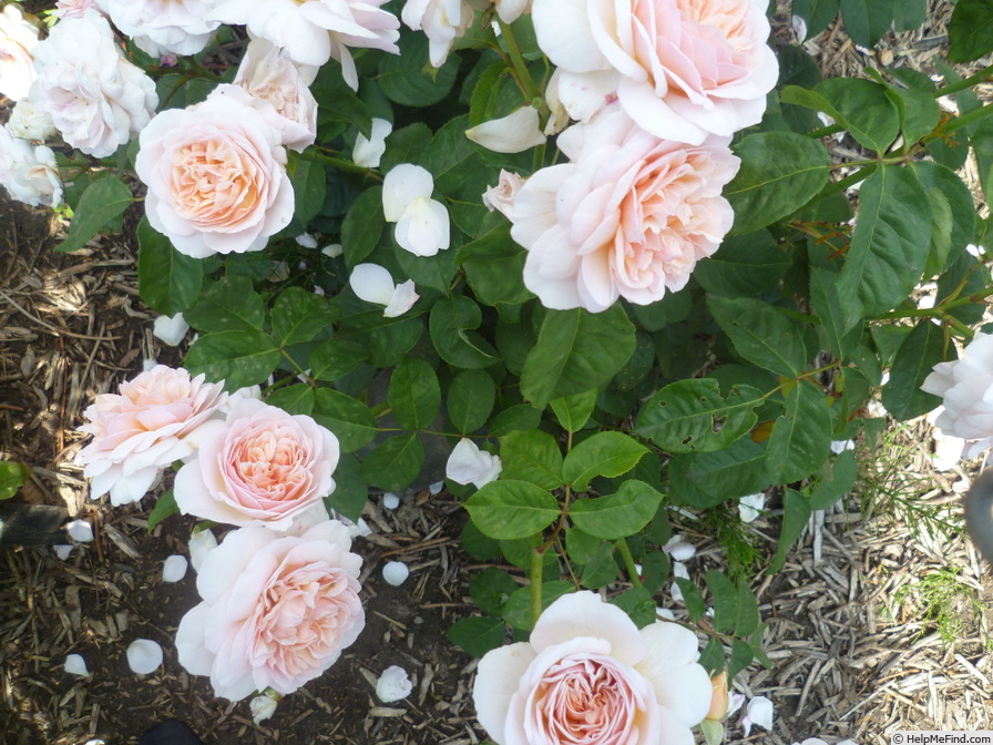 'Sweet Juliet' rose photo