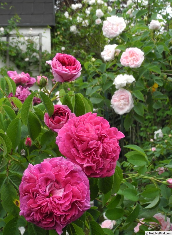 'Charles de Mills' rose photo