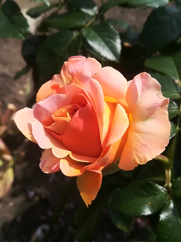 'La Palma ® (florists rose, Interplant, 2015)' rose photo