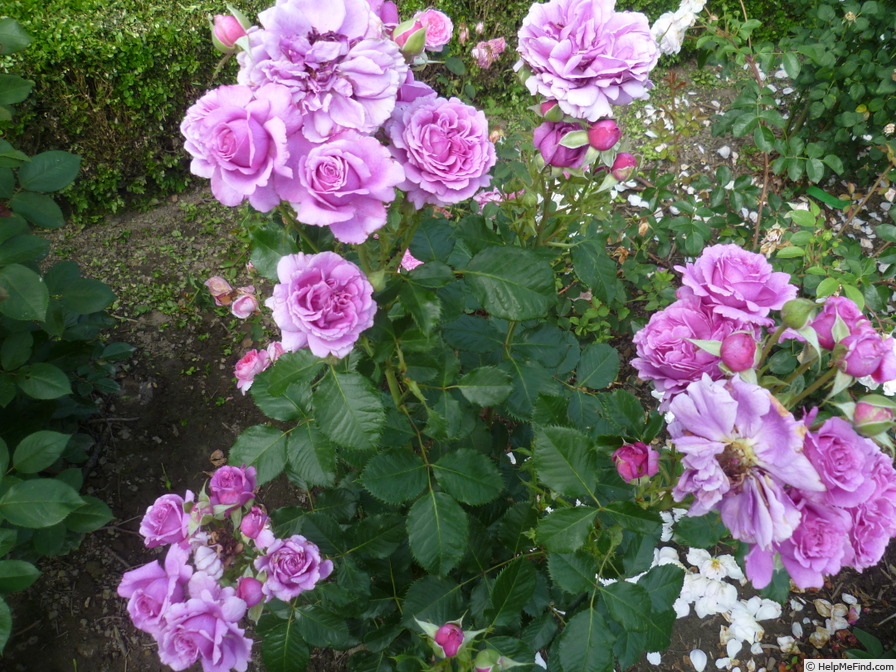 'Scented Air (floribunda, Interplant, 2007)' rose photo